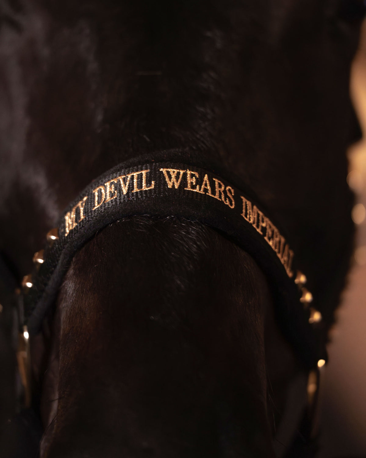 Headcollar IRHDevil